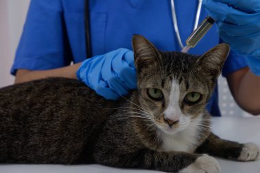 Kedi veteriner tarafından veteriner kliniğinde aşı oluyor..