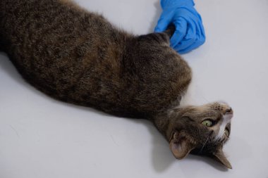 Veteriner doktor, veteriner kliniğinde hasta bir kediyi kontrol ediyor.