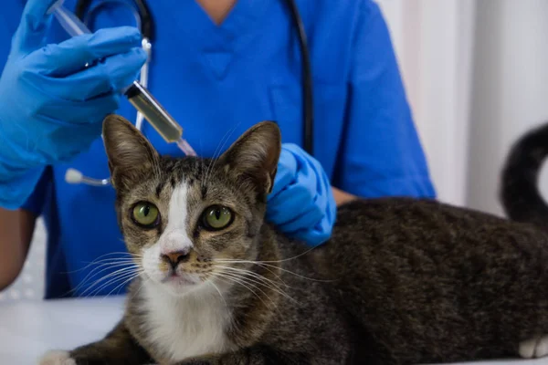 Kedi veteriner tarafından veteriner kliniğinde aşı oluyor..