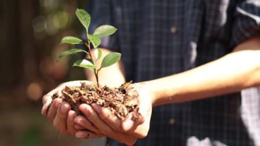 Dışarıya Genç Ağaç Diken Kişinin Yakın Çekimi. Çevre koruma, sürdürülebilirlik ve yeniden ağaçlandırma kavramı