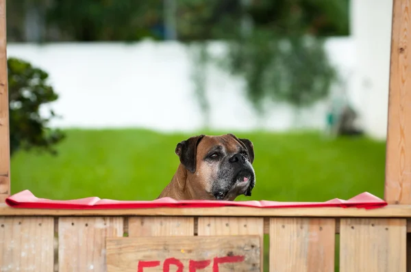 Boxer sitting in a kissing booth — Stock Photo, Image