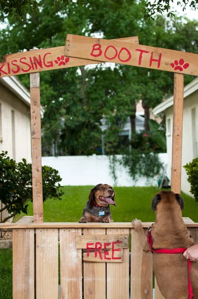 Beagle sitting in a kissing booth with a Boxer customer — Stock Photo, Image