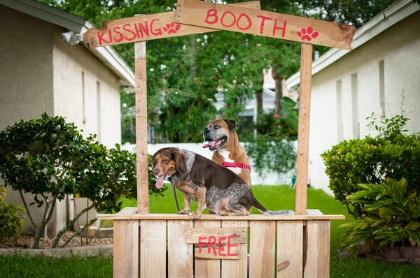 A beagle and a boxer dog sitting in a kissing booth Royalty Free Stock Images