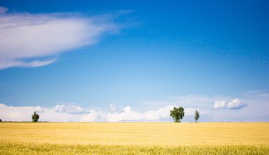 Buğday tarlası ve bulutlu yaz manzarası