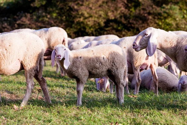 Ovejas blancas en el campo —  Fotos de Stock