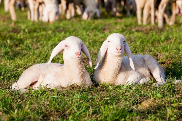 Un paio di fratelli agnello — Foto Stock