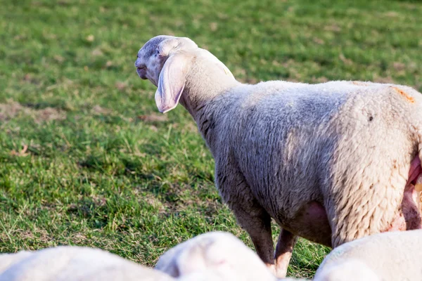 Pecore che guardano indietro al passato — Foto Stock