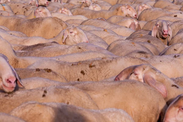 Un pastoreo de ovejas con una emergente —  Fotos de Stock