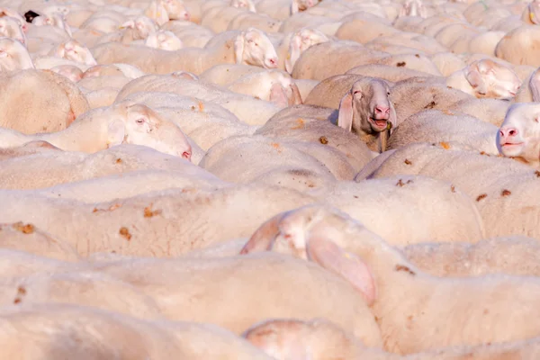 Un pastoreo de ovejas con una emergente —  Fotos de Stock