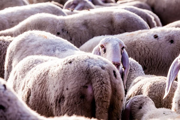 Ven a la luz pequeña oveja —  Fotos de Stock
