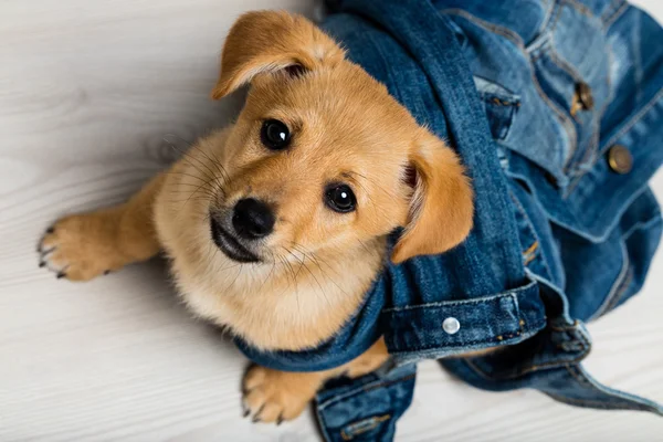 Dog little puppy looking for love — Stock Photo, Image