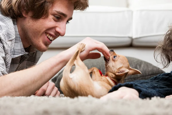 Godny podziwu Chihuahua gryzący jego właściciele palce — Zdjęcie stockowe