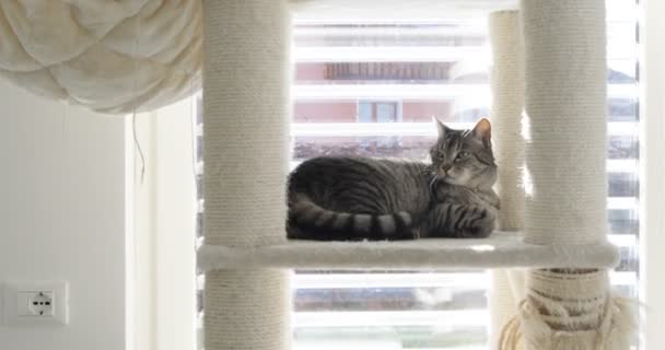 I am the cat, useless human — Stockvideo