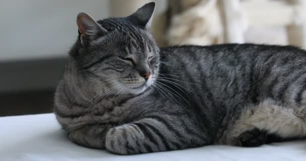 Typisk brindle katt avslappnad på sin kennel — Stockvideo