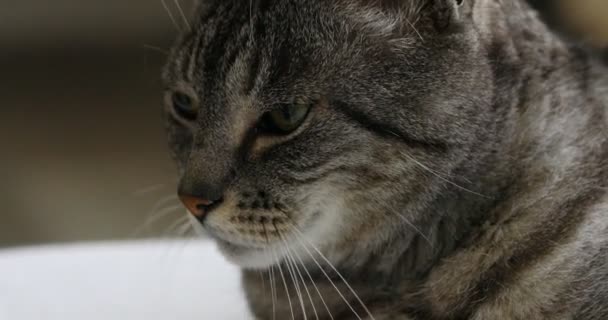 Munkorg av en brindle katt som kisar eftersom det är bra — Stockvideo