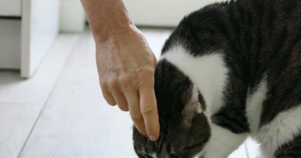 Yum yum hoe goed mijn eten zegt de kat — Stockvideo