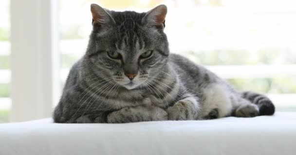 Gato relaxado em seu travesseiro branco primeiro ignora você então é curioso — Vídeo de Stock