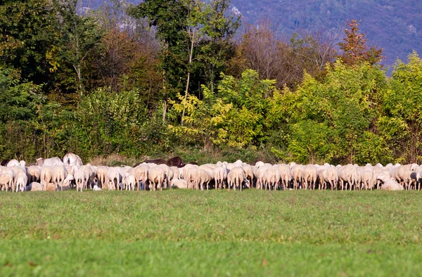 Herd of sheeps in eating some grass — Stock Photo, Image