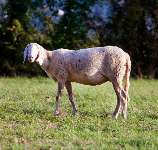 Kırsal kesimde beyaz koyunlar — Stok fotoğraf