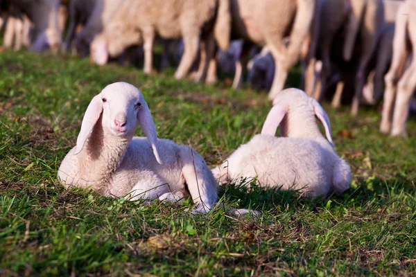 Un paio di fratelli agnello — Foto Stock