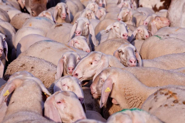 Pecore, asini, capre e animali ovunque ! — Foto Stock