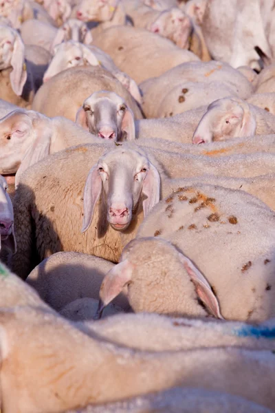 Ovejas, burros, cabras y animales en todas partes ! —  Fotos de Stock