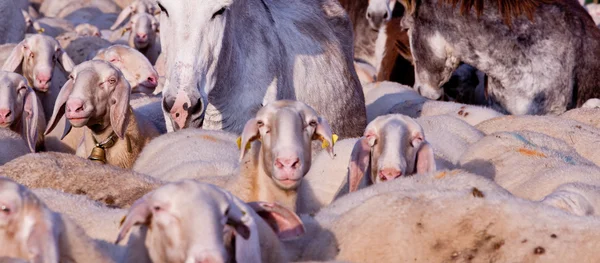 Ovejas, burros, cabras y animales en todas partes ! —  Fotos de Stock