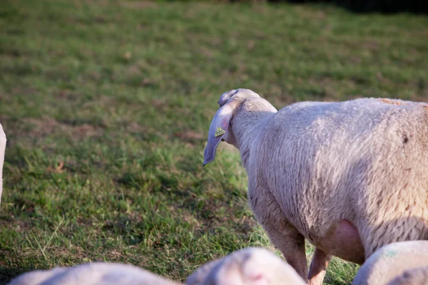 Pecore che guardano indietro al passato — Foto Stock