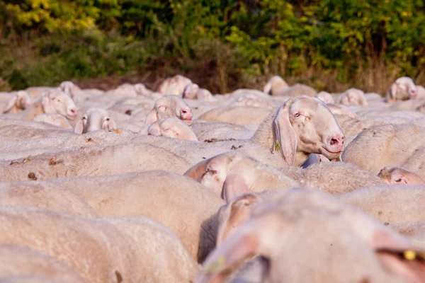 Un pascolo di pecore con un emergente — Foto Stock