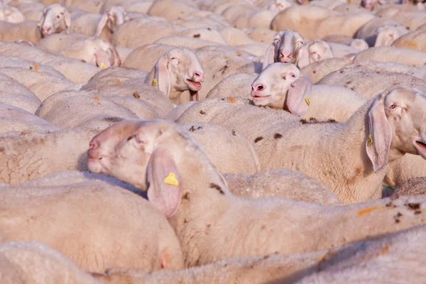 Un pastoreo de ovejas con una emergente —  Fotos de Stock