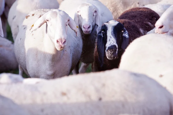 La pecora nera della famiglia — Foto Stock