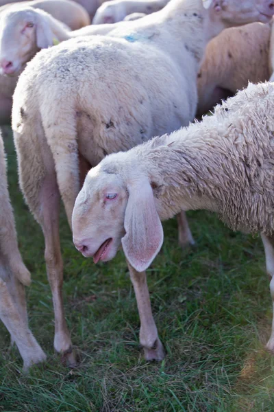 Belando di pecora su un campo di erba — Foto Stock