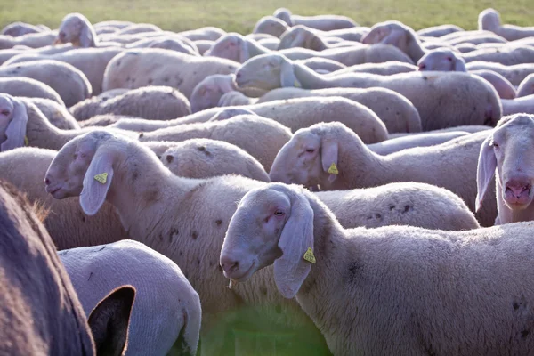 Pecore in campagna pascolando pacificamente — Foto Stock