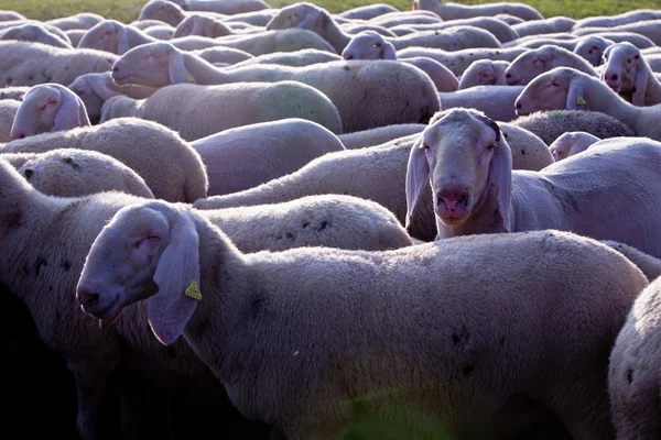 Pecore in campagna pascolando pacificamente — Foto Stock