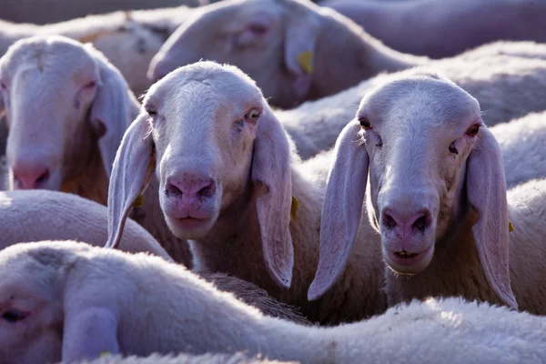 Hermana ovejas viendo en cámara curiosamente —  Fotos de Stock