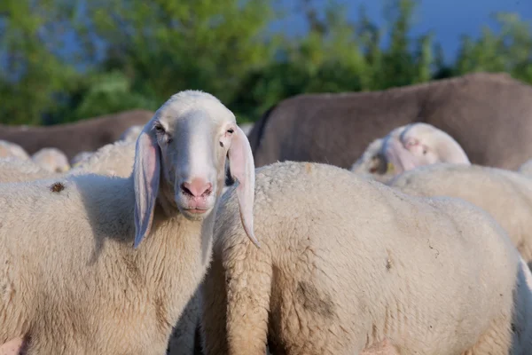 Pecore chiedendo che cosa è il tizio problema — Foto Stock