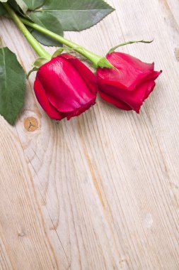 güzel kırmızı gül izole