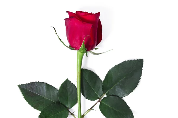 Hermosa rosa roja aislada — Foto de Stock