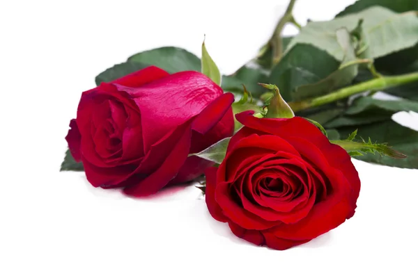 Krásná červená růže, samostatný — Stock fotografie