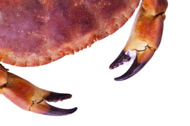  tasty and delicius crab isolated clipart
