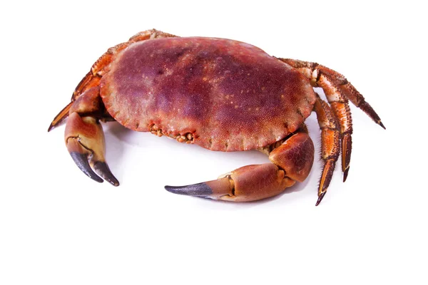 Smakelijke en delicius krab geïsoleerd — Stockfoto