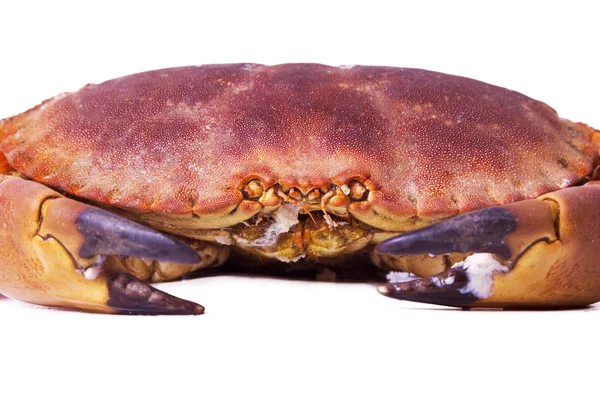Välsmakande och delicius krabba isolerade — Stockfoto