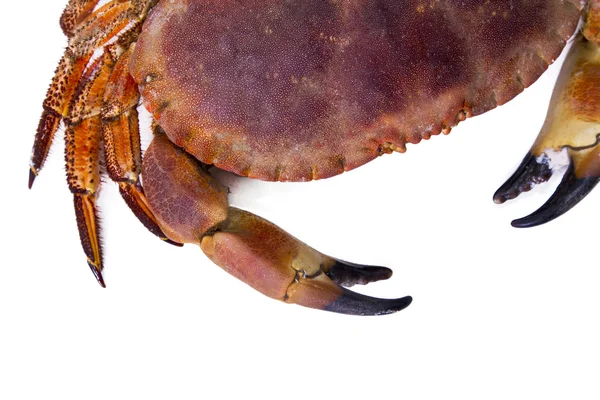 Tasty and delicius crab isolated — Stock Photo, Image