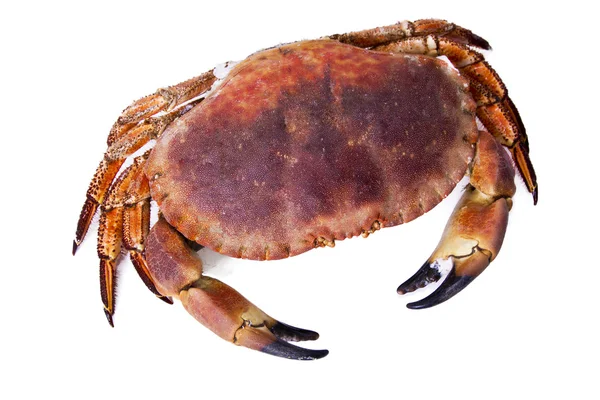 Smakelijke en delicius krab geïsoleerd — Stockfoto