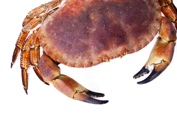 Smakelijke en delicius krab geïsoleerd — Stockfoto