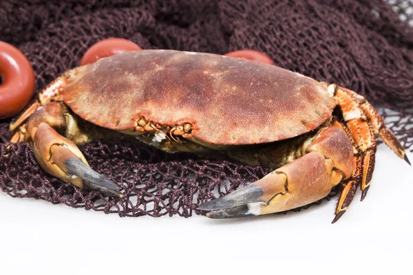 Krab op het visnet — Stockfoto