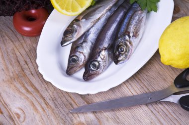 İstavrit arka plan ile