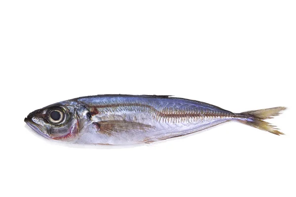 Frischer Fisch isoliert — Stockfoto