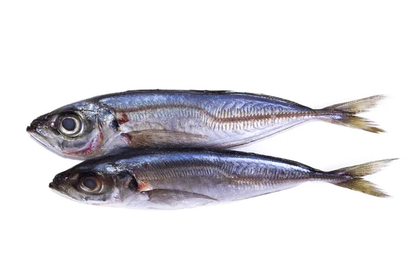 Čerstvé ryby, samostatný — Stock fotografie