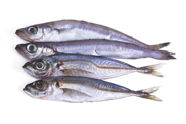 Natürlicher roher Fisch — Stockfoto